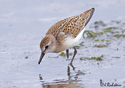 Calidris pusilla